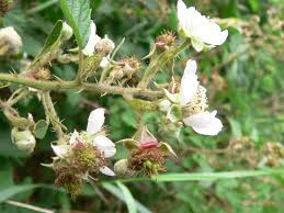 Image result for Rubus adspersus