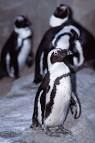 Spheniscus demersus Black- ...