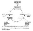 benzo.org.uk : Benzodiazepine Dependency, Professor C H Ashton, DM ...