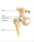 of the <b>hip joint</b>.png