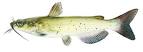 channel_catfish.jpg