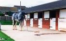 all heavy horse breeds and - via Daymix