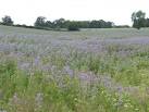 starflower oil for health food supplements and skincare products. - via Daymix