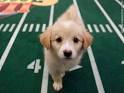 Urban Outfitters - Blog - PUPPY BOWL IX