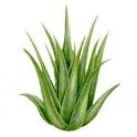 Vriksha Nursery: Aloe vera: A guest post by Sarita Remedios
