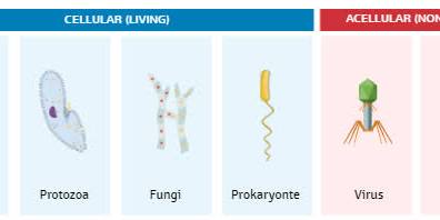 Explore the Different Methods for Identifying Pathogens