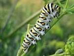 Golden Plains Area Horticulture: Black Swallowtail Caterpillar