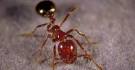 Home - Texas Fire Ant Research and Management Project