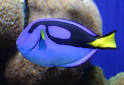 Blue Tang, Regal Tang, Blue Surgeonfish, Indo-Pacific Blue Tang ...