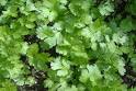 Coriander, Leaf - Essential Oils: A-C: Essential Oils - Materia ...