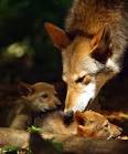 Red Wolf