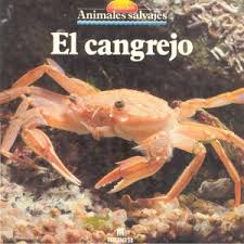 Animales: El cangrejo Images?q=tbn:ANd9GcT7SH5c9Ja--eaTHh6HI13Ra0AjS_9HWq7Ce7Qj0hqv1i4FdMXz&t=1