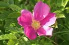 A tenacious, hardy plant which thrives in the difficult growing conditions - via Daymix