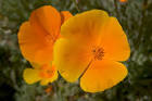 Mexican poppies flower public - via Daymix