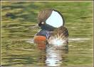 Ducks, Geese &amp; Swans family Anatidae