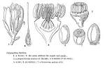 <b>Calycanthaceae</b> Lindl.