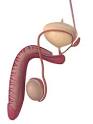 Frequent urination (male) | Medicues