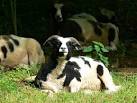 Two-horned Jacob sheep taking it easy in the watery afternoon sunshine in a - via Daymix