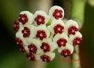 HOYA kerrii Craib 1911 Sweetheart HOYA » Orchids-