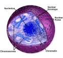 biology-the cell-