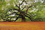 Oak Tree Pictures and Images