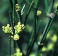 <b>Ephedra</b>