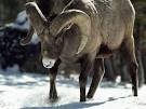 Rocky Mountain Bighorn Sheep, Rocky Mountain Bighorn Sheep ...