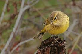 Yellow Palm Warbler - Photo by Wolfgang Wander - yellow-palm-warbler-by-wolfgang-wander