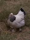 Chicken Pics: Photos of Popular Chicken Breeds (and all things ...