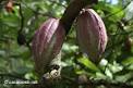 About the cacao tree and cacao varieties