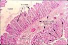SIU SOM Histology GI