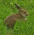 picture of a young rabbit
