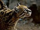 Ocelots, Ocelot Pictures, Ocelot Facts - National Geographic