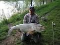 carps over 25 kg >> Hypophthalmichthys molitrix