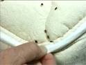 Bed Bugs Exterminator NJ | Bed Bugs Treatment NJ | Bergen County ...