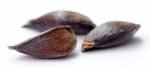 File:Apple seeds - variety Regia (aka).jpg - Wikipedia