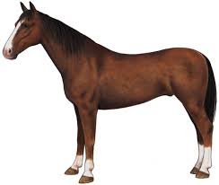 Horse Breeds