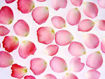 Pretty Rose Petals - Roses Wallpaper (12070026) - Fanpop fanclubs