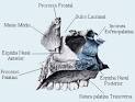 <b>Maxila</b> - Vista Medial