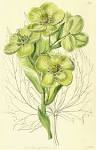 <b>Ranunculaceae</b> Juss.