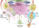 Fertilization - Angiosperm Morphology | Tutorvista.