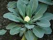 240px-Growing_Cauliflower.jpg