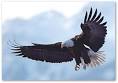Bald Eagle Info | American Bald Eagle Foundation