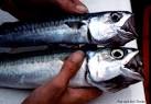 Chub Mackerel
