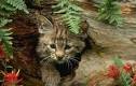 Bobcat (Felis rufus or Lynx rufus)