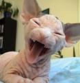 ugliest cat