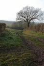 Green lane from Osbaston to Great Manson Farm. - via Daymix