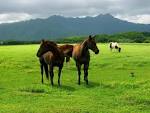 Stop Horse Slaughter for Human Consumption in the USA