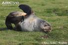 ARKive - Antarctic fur seal photo - Arctocephalus gazella - G68254