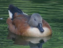 duck bird